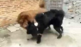 狗打架视频